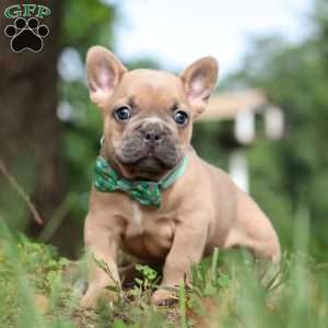 Saffron, French Bulldog Puppy