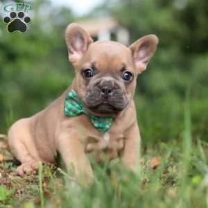 Saffron, French Bulldog Puppy
