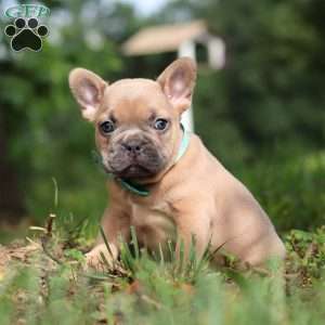 Saffron, French Bulldog Puppy