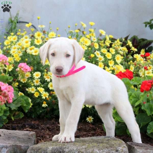 Sage, Yellow Labrador Retriever Puppy