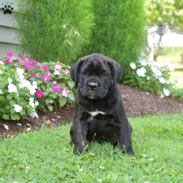 Sage, Cane Corso Puppy