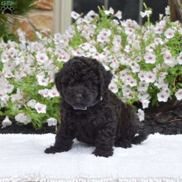 Sage, Mini Whoodle Puppy