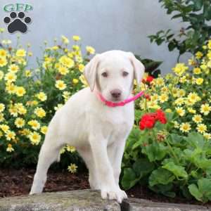 Sage, Yellow Labrador Retriever Puppy