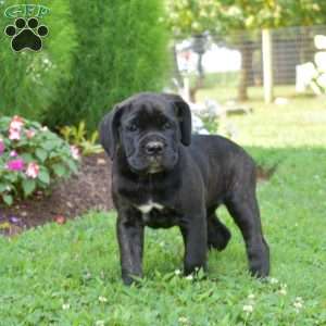 Sage, Cane Corso Puppy
