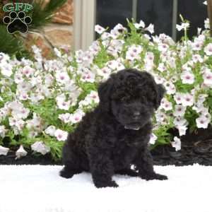 Sage, Mini Whoodle Puppy