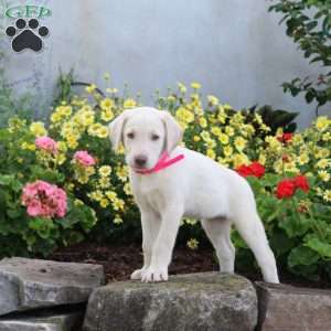 Sage, Yellow Labrador Retriever Puppy