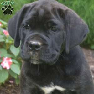 Sage, Cane Corso Puppy