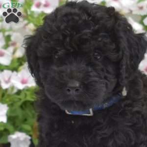 Sage, Mini Whoodle Puppy