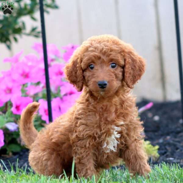 Sage, Goldendoodle Puppy