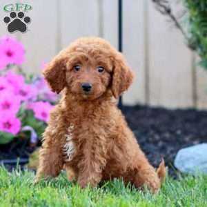 Sage, Goldendoodle Puppy