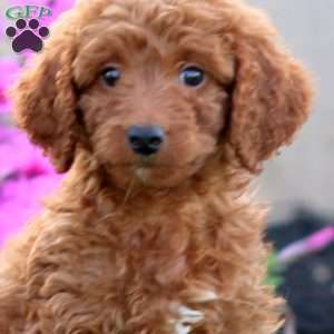 Sage, Goldendoodle Puppy