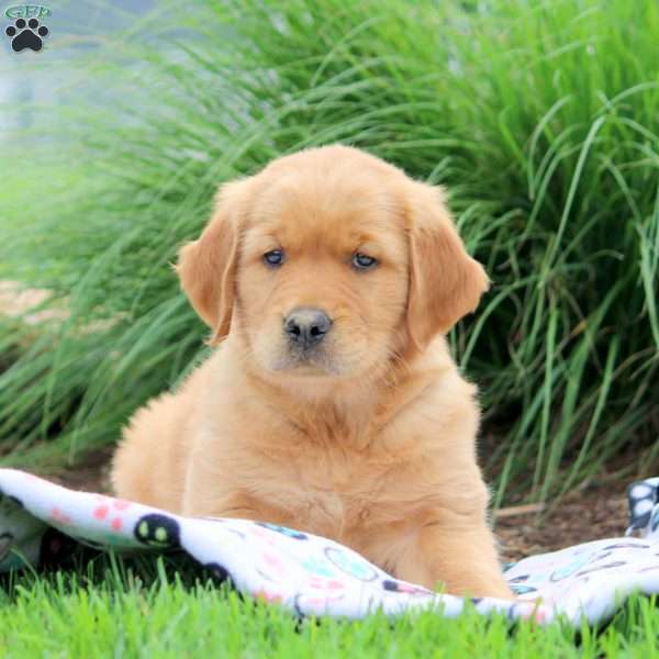 Sal, Golden Retriever Puppy