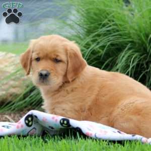 Sal, Golden Retriever Puppy
