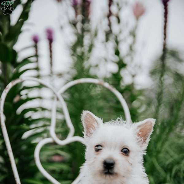 Sal, West Highland Terrier Puppy
