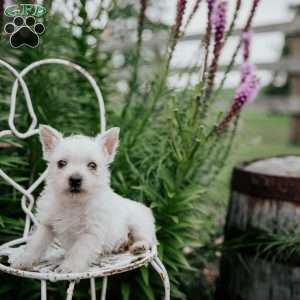 Sal, West Highland Terrier Puppy