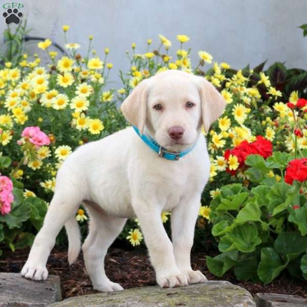 Sally, Yellow Labrador Retriever Puppy