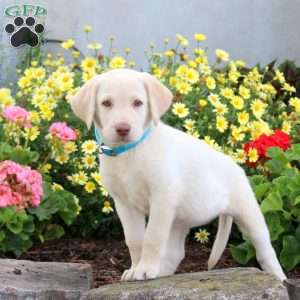 Sally, Yellow Labrador Retriever Puppy