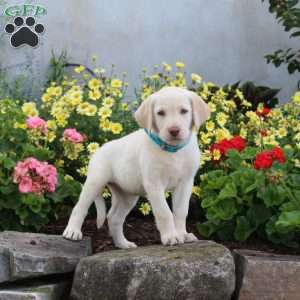 Sally, Yellow Labrador Retriever Puppy