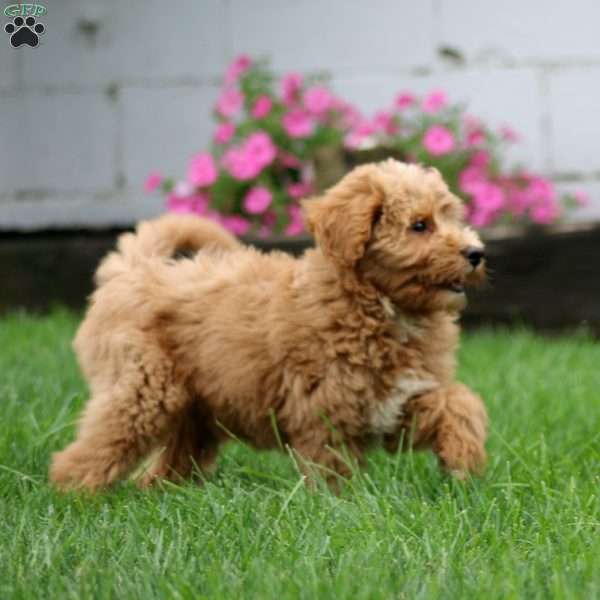 Sally, Mini Goldendoodle Puppy