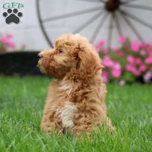 Sally, Mini Goldendoodle Puppy