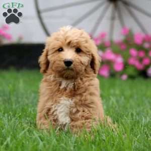 Sally, Mini Goldendoodle Puppy