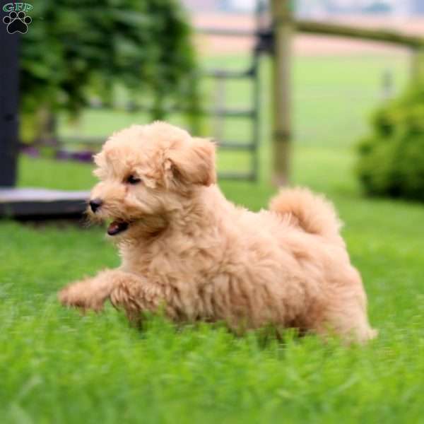 Sam, Mini Goldendoodle Puppy