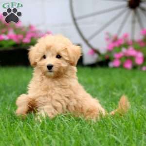 Sam, Mini Goldendoodle Puppy