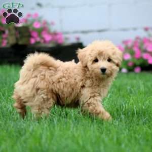Sam, Mini Goldendoodle Puppy