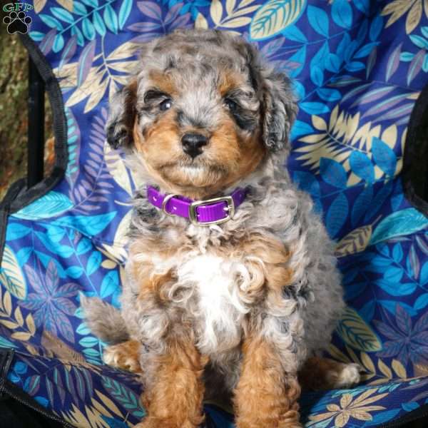 Samantha, Mini Bernedoodle Puppy