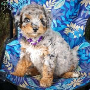 Samantha, Mini Bernedoodle Puppy