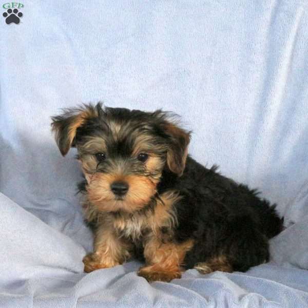 Sammy, Yorkie Puppy