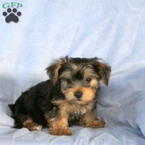 Sammy, Yorkie Puppy