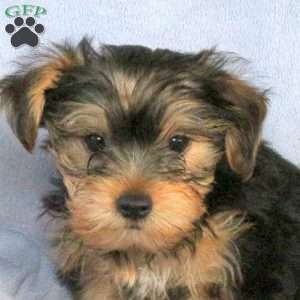 Sammy, Yorkie Puppy