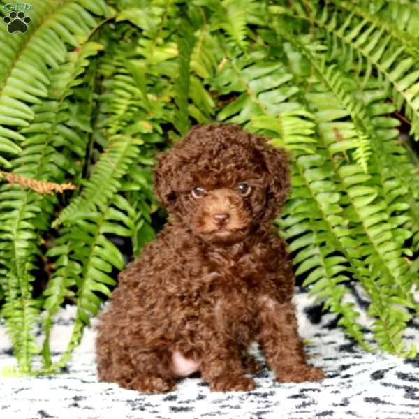 Sammy, Toy Poodle Puppy
