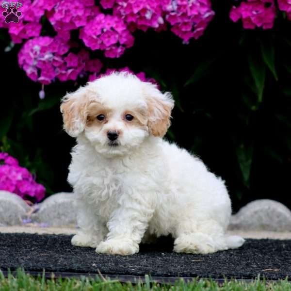 Sammy, Bich-Poo Puppy