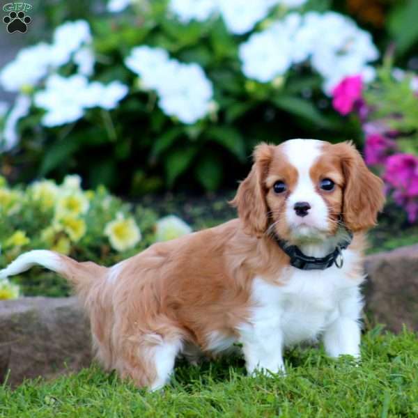 Sammy, Cavalier King Charles Spaniel Puppy