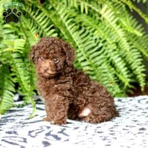 Sammy, Toy Poodle Puppy