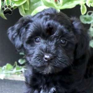 Sammy, Yorkie Mix Puppy