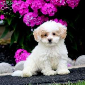 Sammy, Bich-Poo Puppy