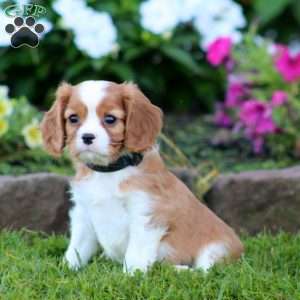 Sammy, Cavalier King Charles Spaniel Puppy