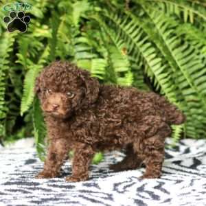 Sammy, Toy Poodle Puppy