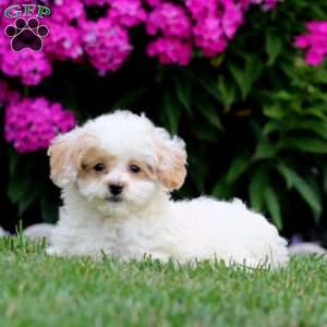 Sammy, Bich-Poo Puppy