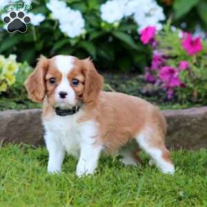 Sammy, Cavalier King Charles Spaniel Puppy