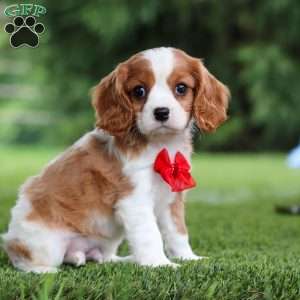 Samson, Cavalier King Charles Spaniel Puppy