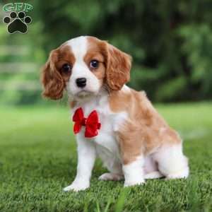 Samson, Cavalier King Charles Spaniel Puppy