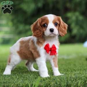 Samson, Cavalier King Charles Spaniel Puppy