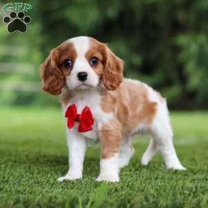 Samson, Cavalier King Charles Spaniel Puppy