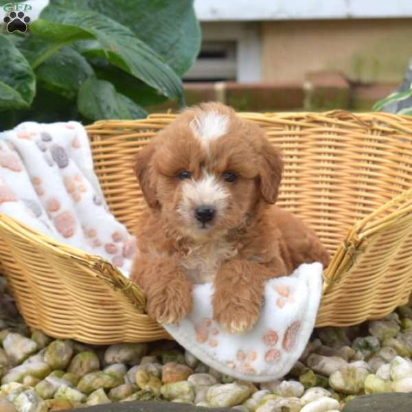 Samson, Mini Goldendoodle Puppy