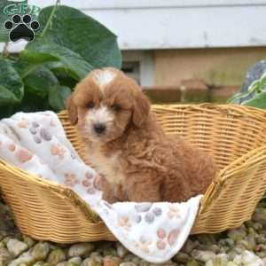 Samson, Mini Goldendoodle Puppy