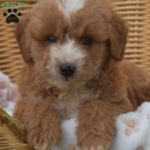 Samson, Mini Goldendoodle Puppy